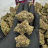 Galactic Runtz – 3.5g - Image 2